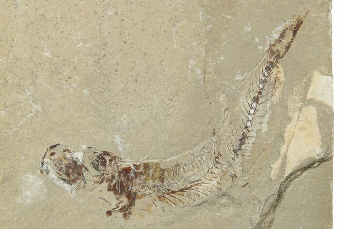 Cretaceous Fossil Fish - Lebanon #238363